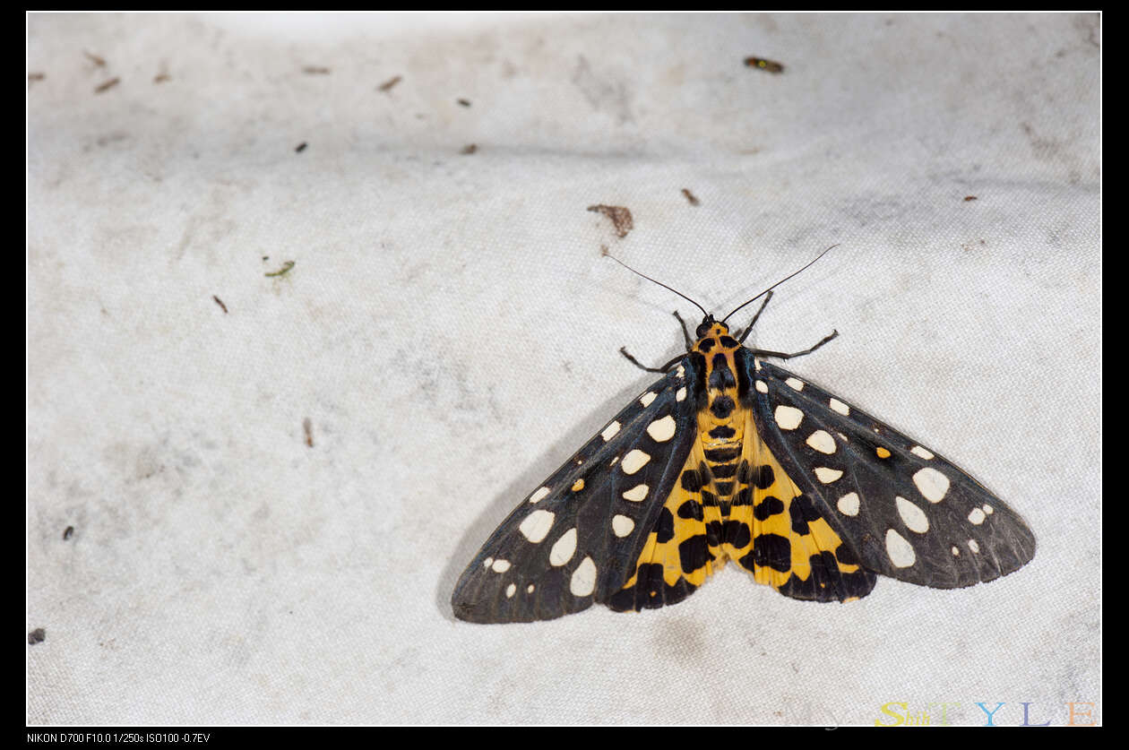 Image of Aglaomorpha histrio (Walker 1855)