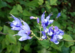 Image of Salvia cacaliifolia Benth.