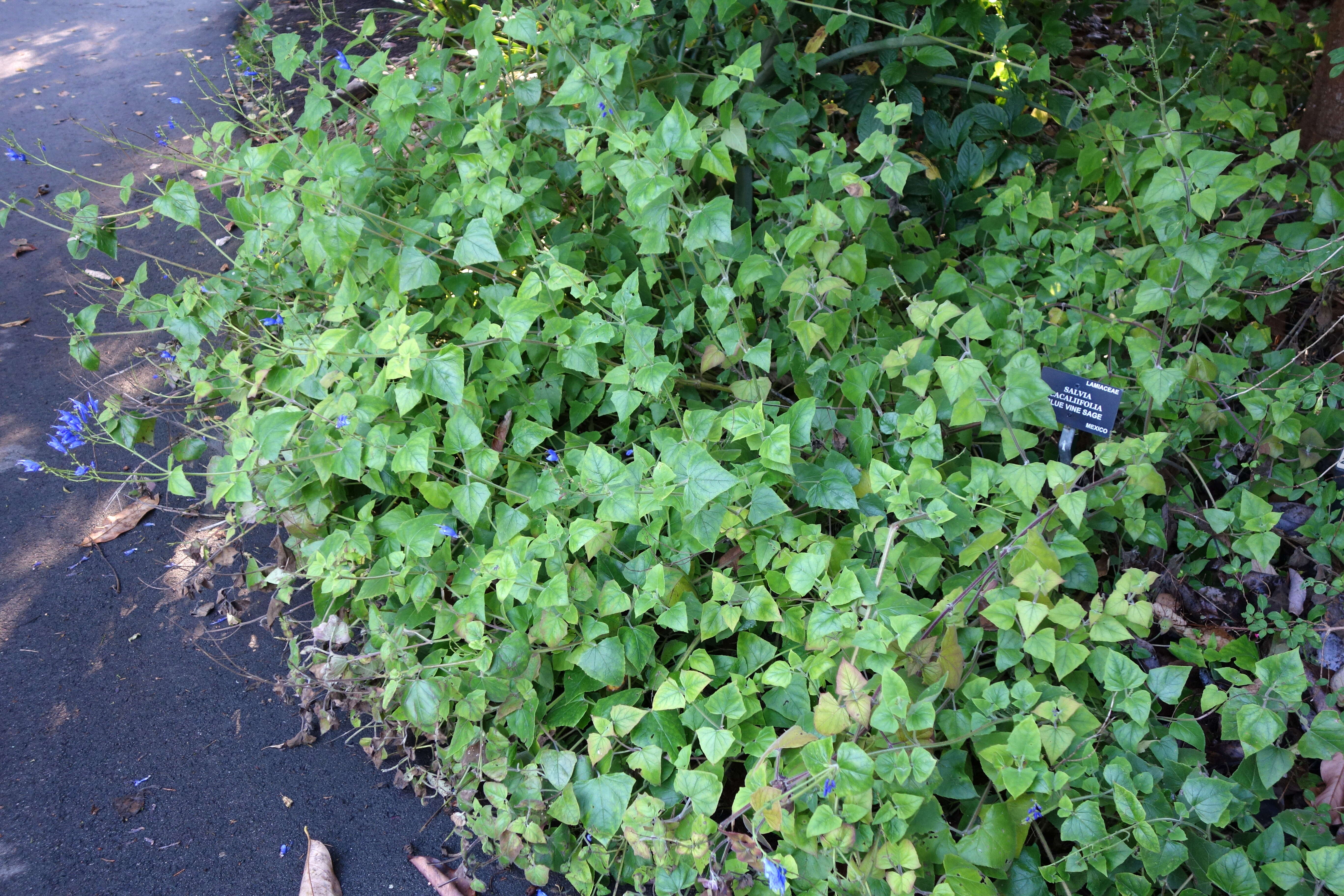 Image of Salvia cacaliifolia Benth.