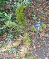 Image of Cycad