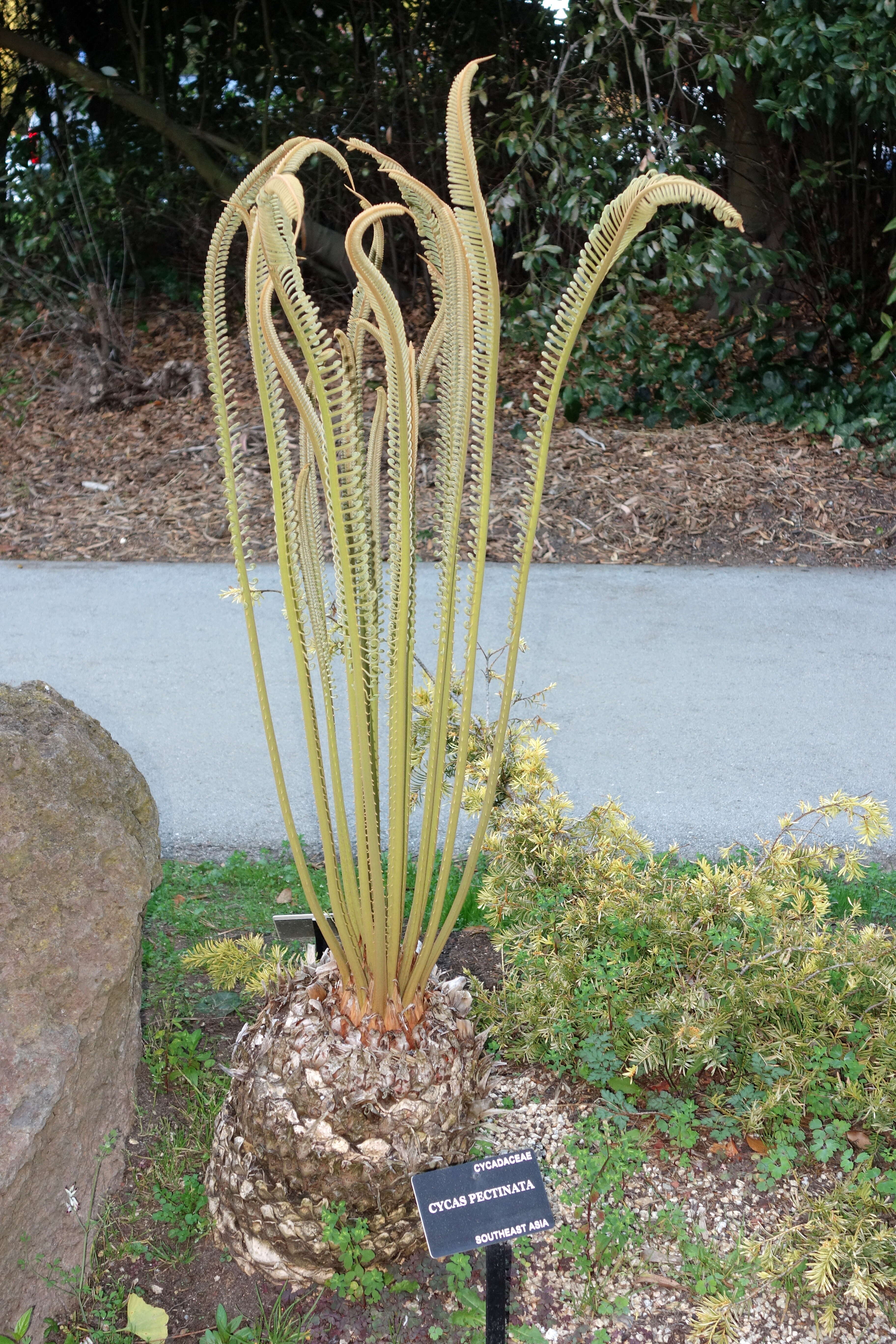 Image of Cycad