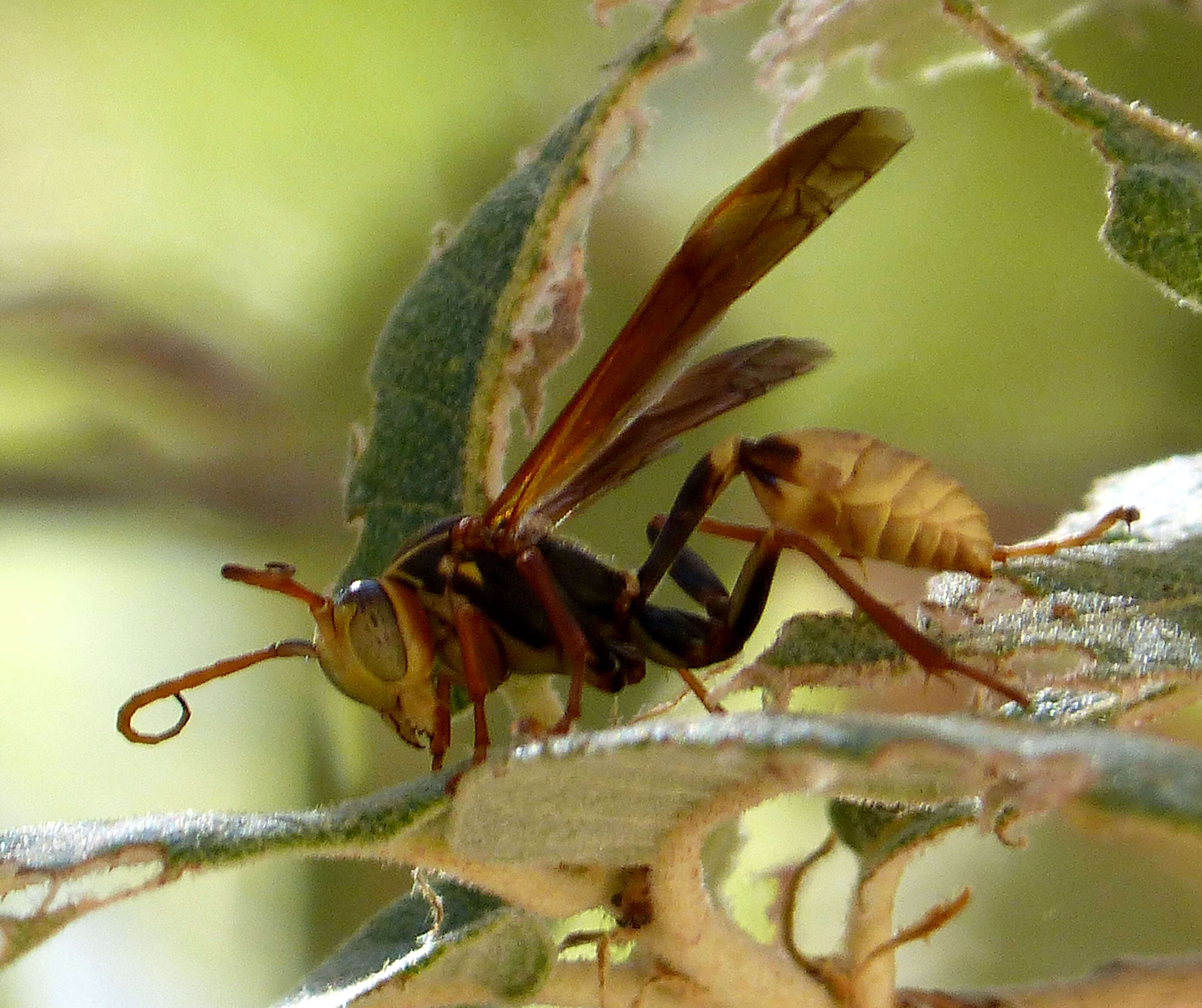 Image of Western Paper Wasp