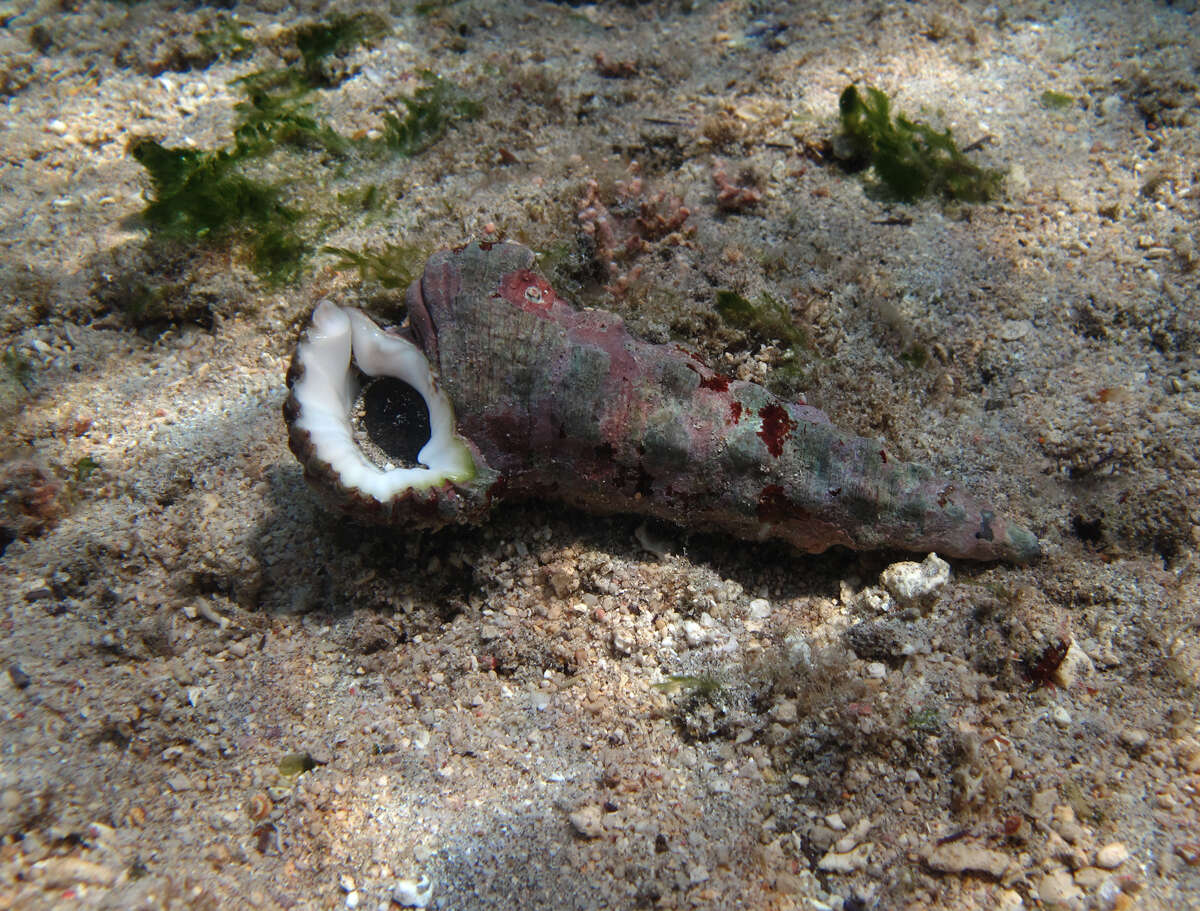 Image of Nadelschnecke giant knobbed cerith