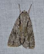 Image of Speared Dagger Moth