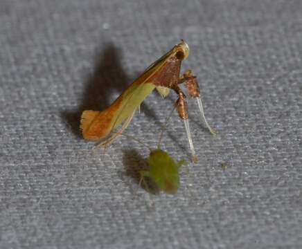 Image of Caloptilia superbifrontella (Clemens 1860)