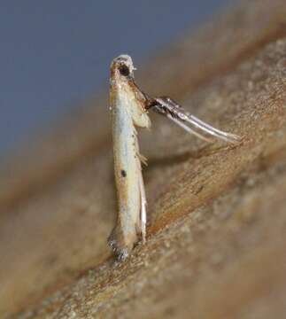 Image of Caloptilia violacella (Clemens 1860)