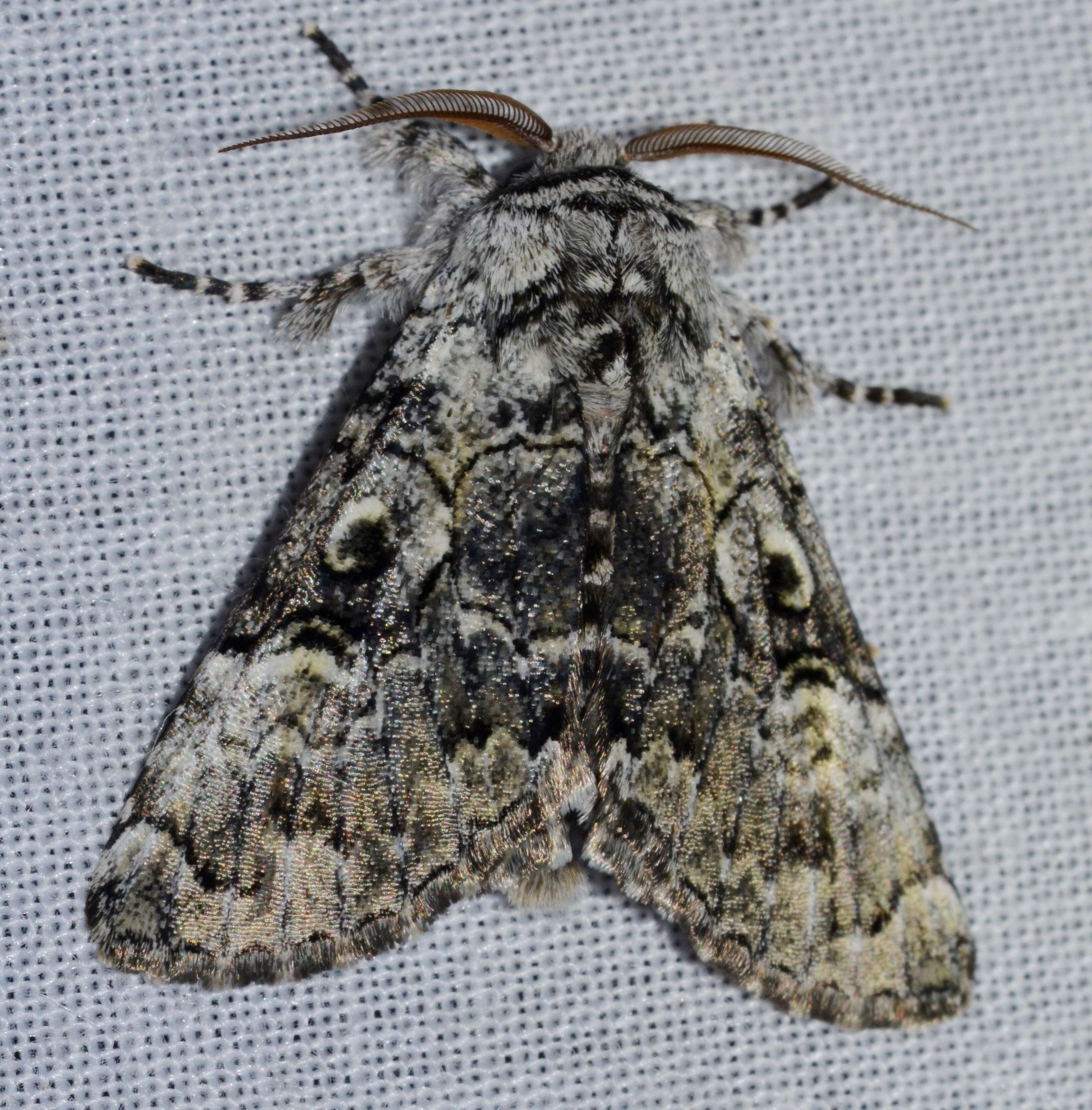 Image of The Laugher Moth