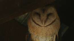 Image of American Barn Owl