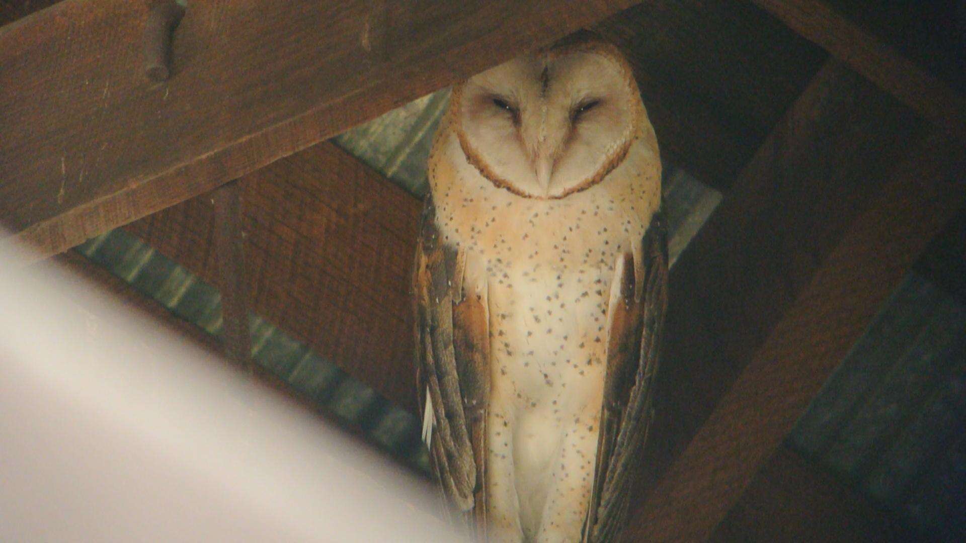 Image of American Barn Owl