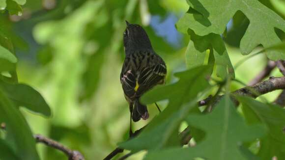 Image of Myrtle Warbler