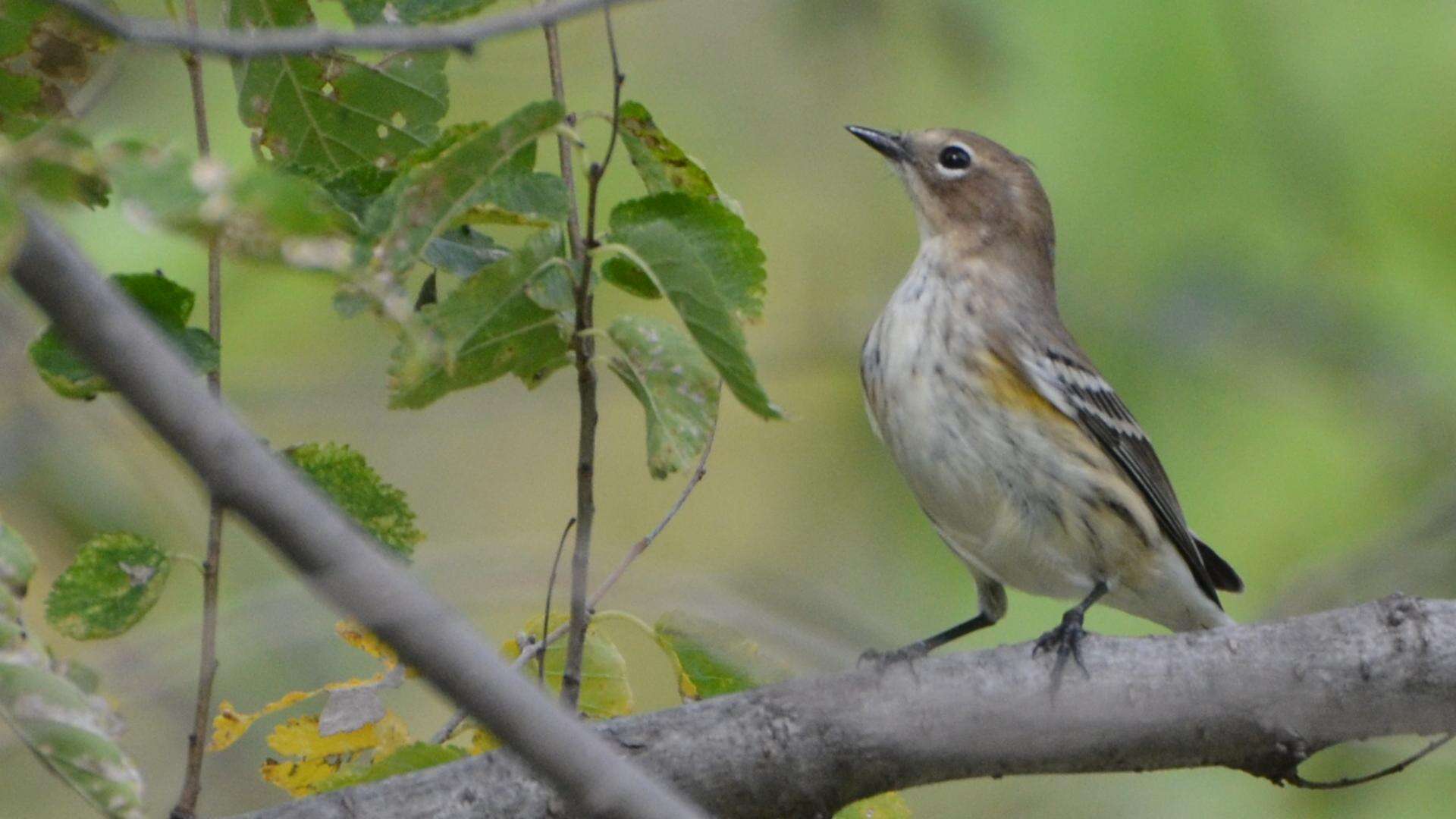 Image of Myrtle Warbler