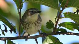 Image of Myrtle Warbler