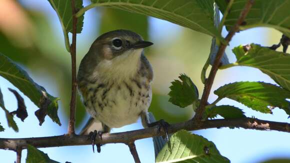 Imagem de Setophaga coronata (Linnaeus 1766)