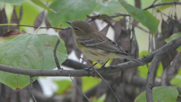 Image of Myrtle Warbler