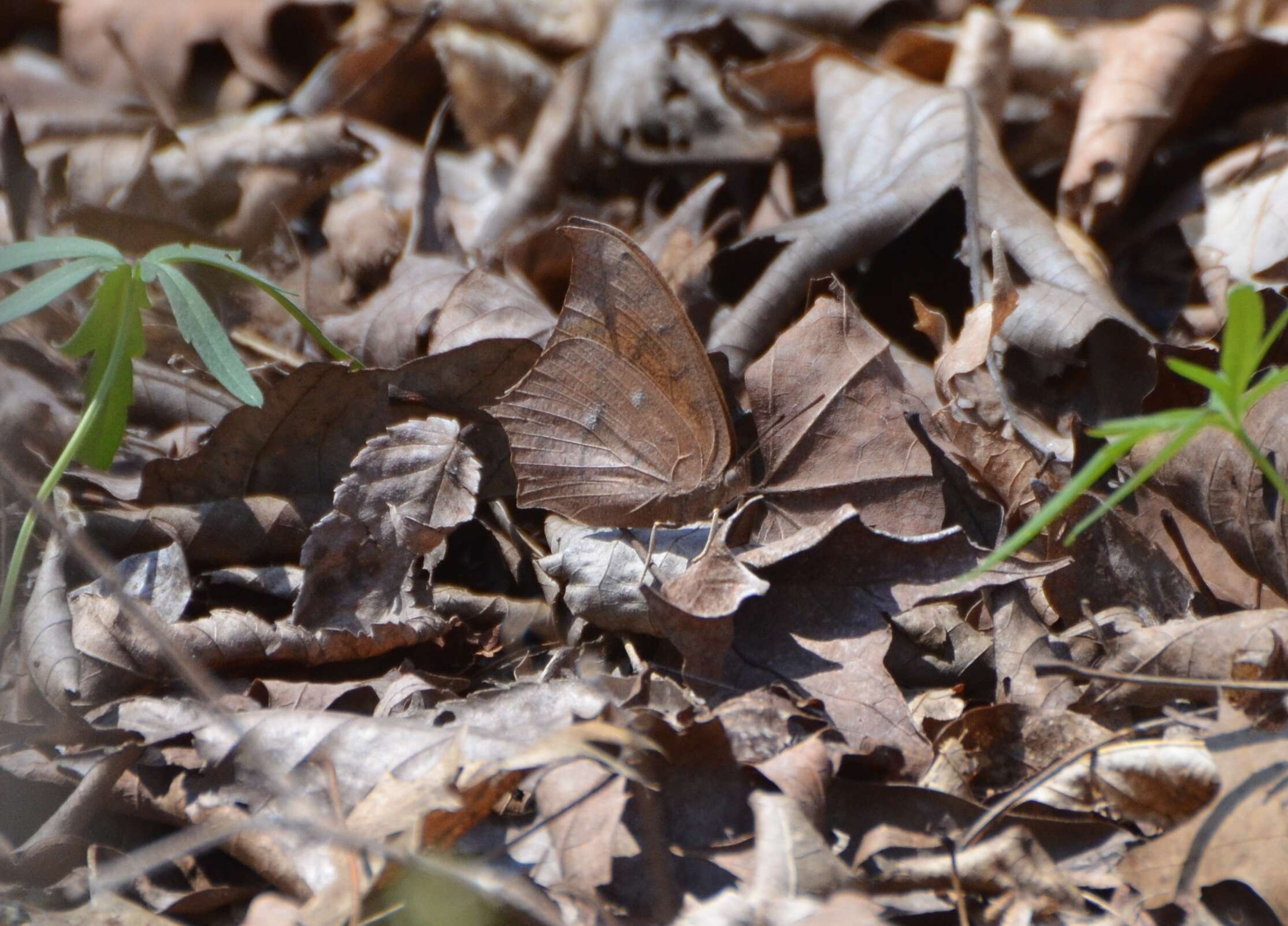 Image of Goatweed Leafwing