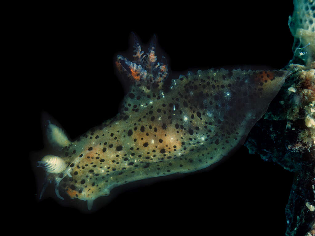 Image of Polycera abei (Baba 1960)