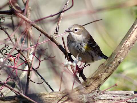 Image of Myrtle Warbler