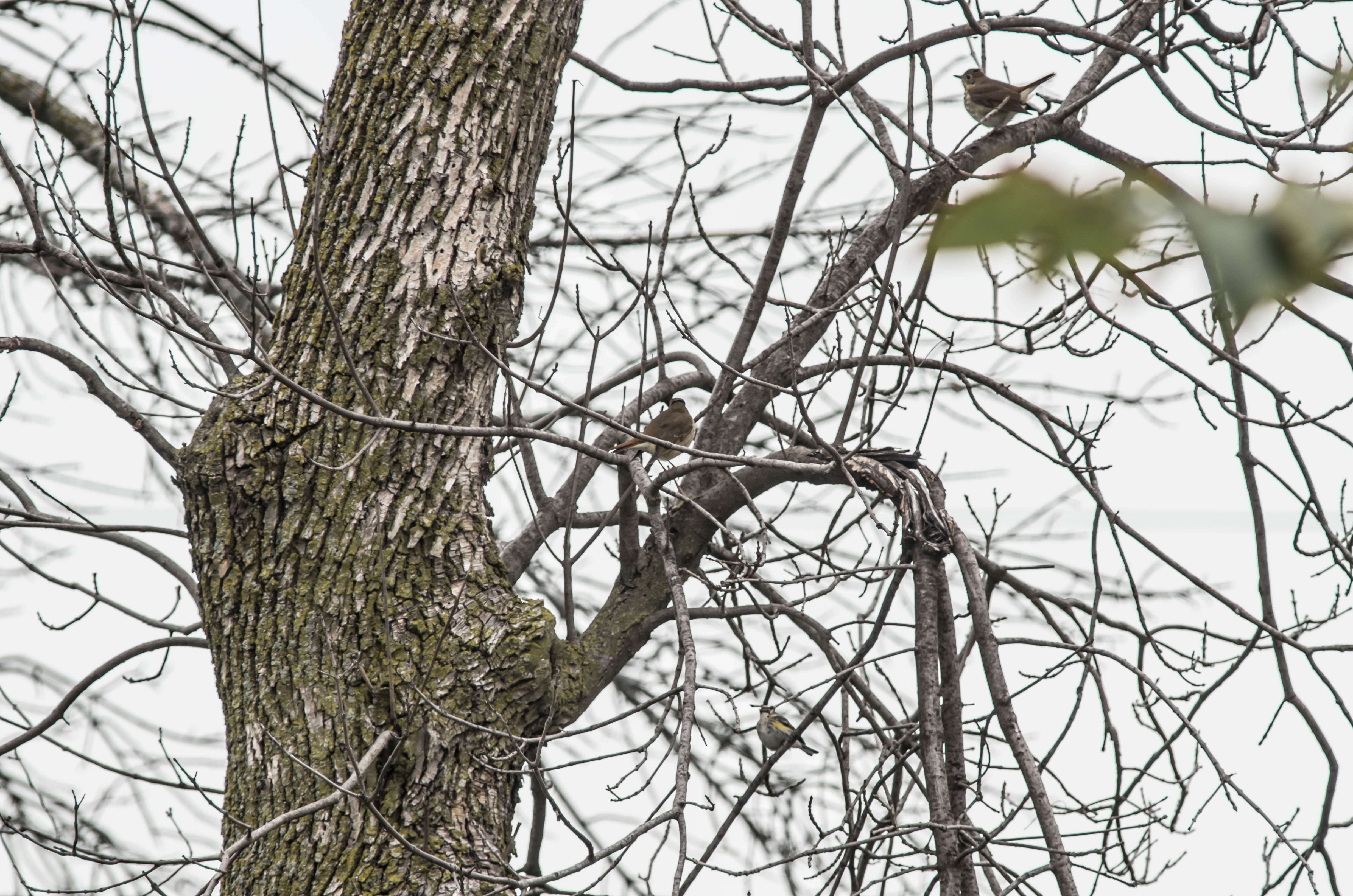 Image of Myrtle Warbler