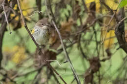 Image of Myrtle Warbler