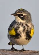 Image of Myrtle Warbler