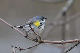 Image of Myrtle Warbler