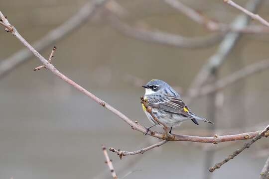 Image of Myrtle Warbler