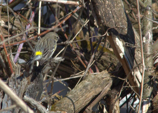 Image of Myrtle Warbler