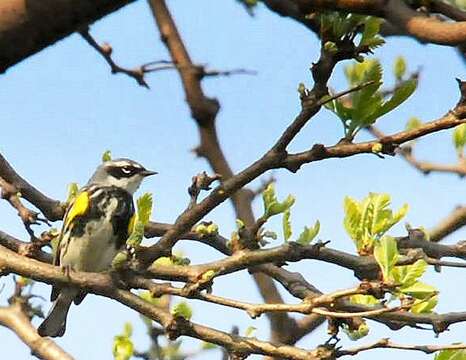 Image of Myrtle Warbler