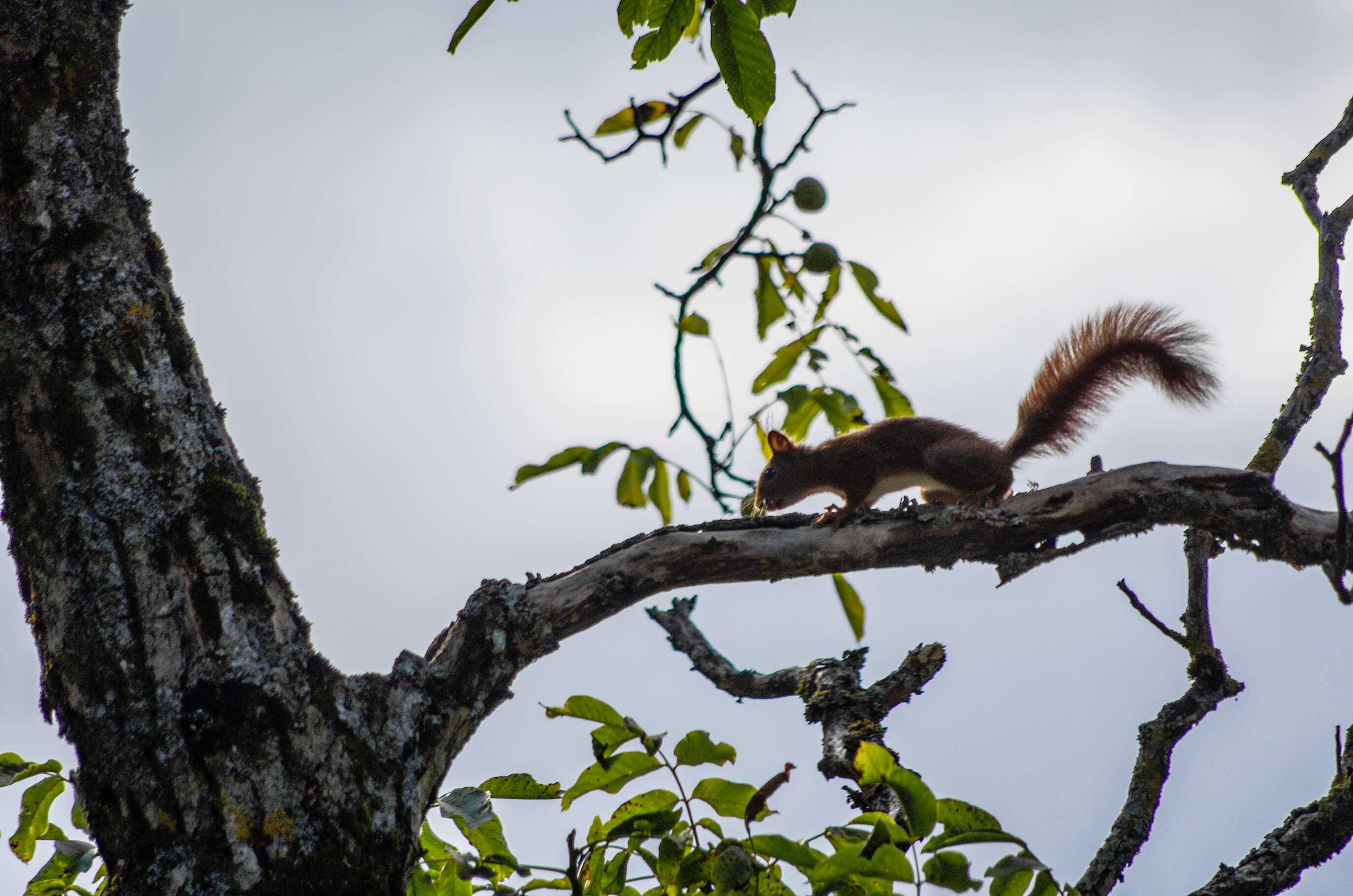 Image of Eurasian red squirrel