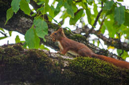 Image of Eurasian red squirrel