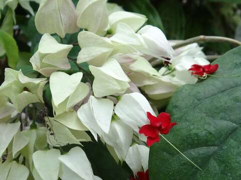 Слика од Clerodendrum thomsoniae Balf. fil.