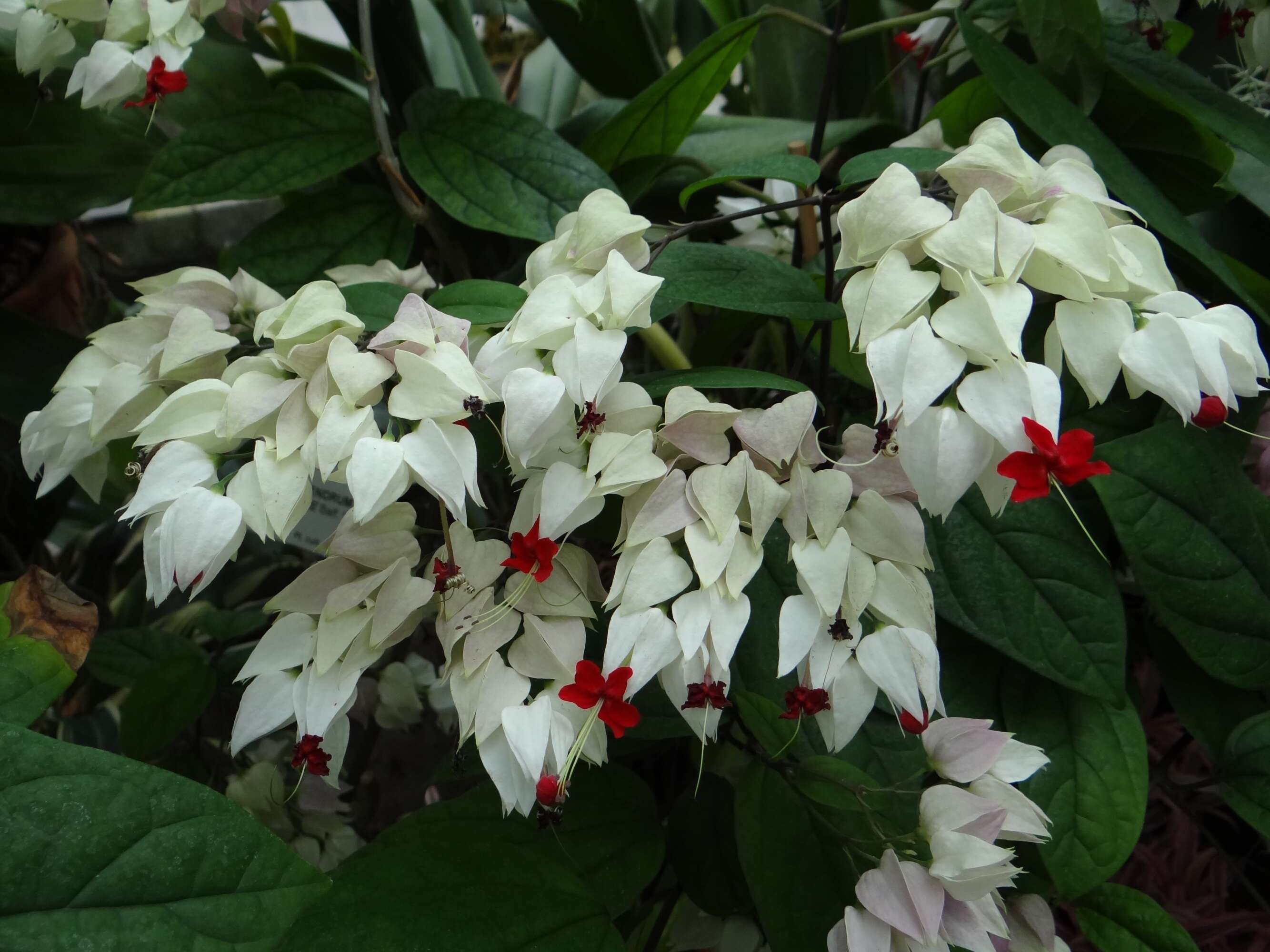 Слика од Clerodendrum thomsoniae Balf. fil.