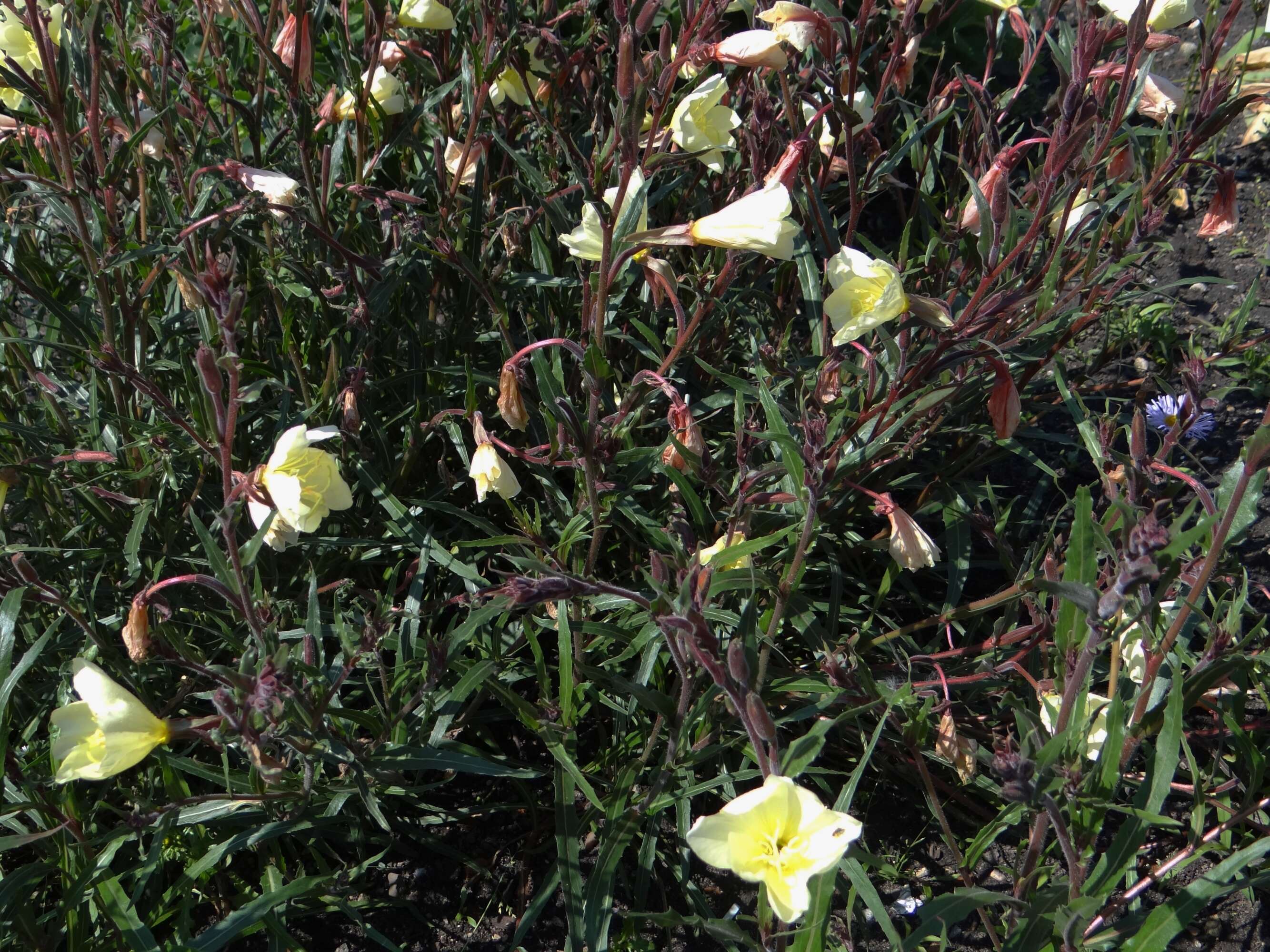 Image of Oenothera odorata Jacq.