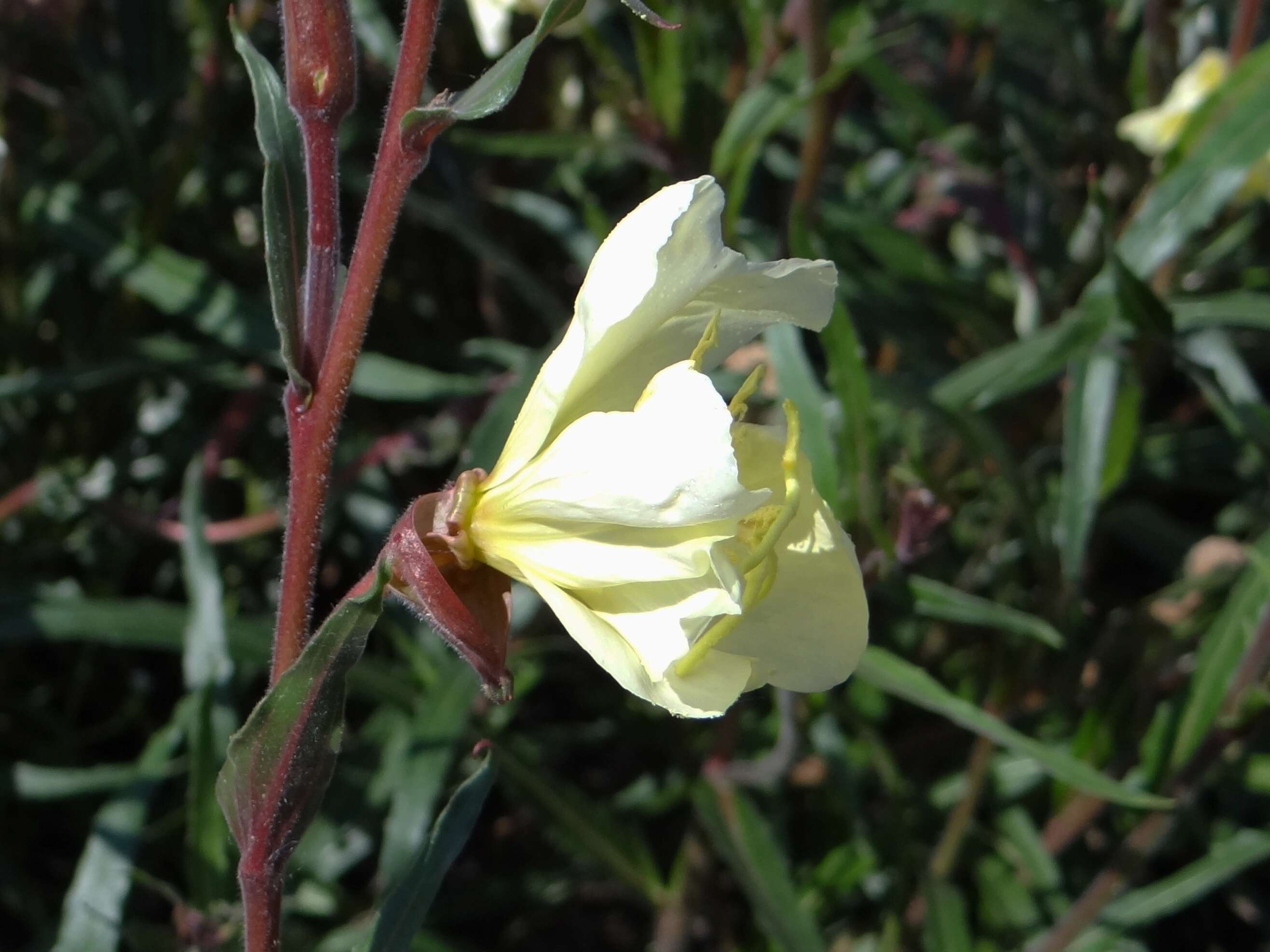 Image of Oenothera odorata Jacq.