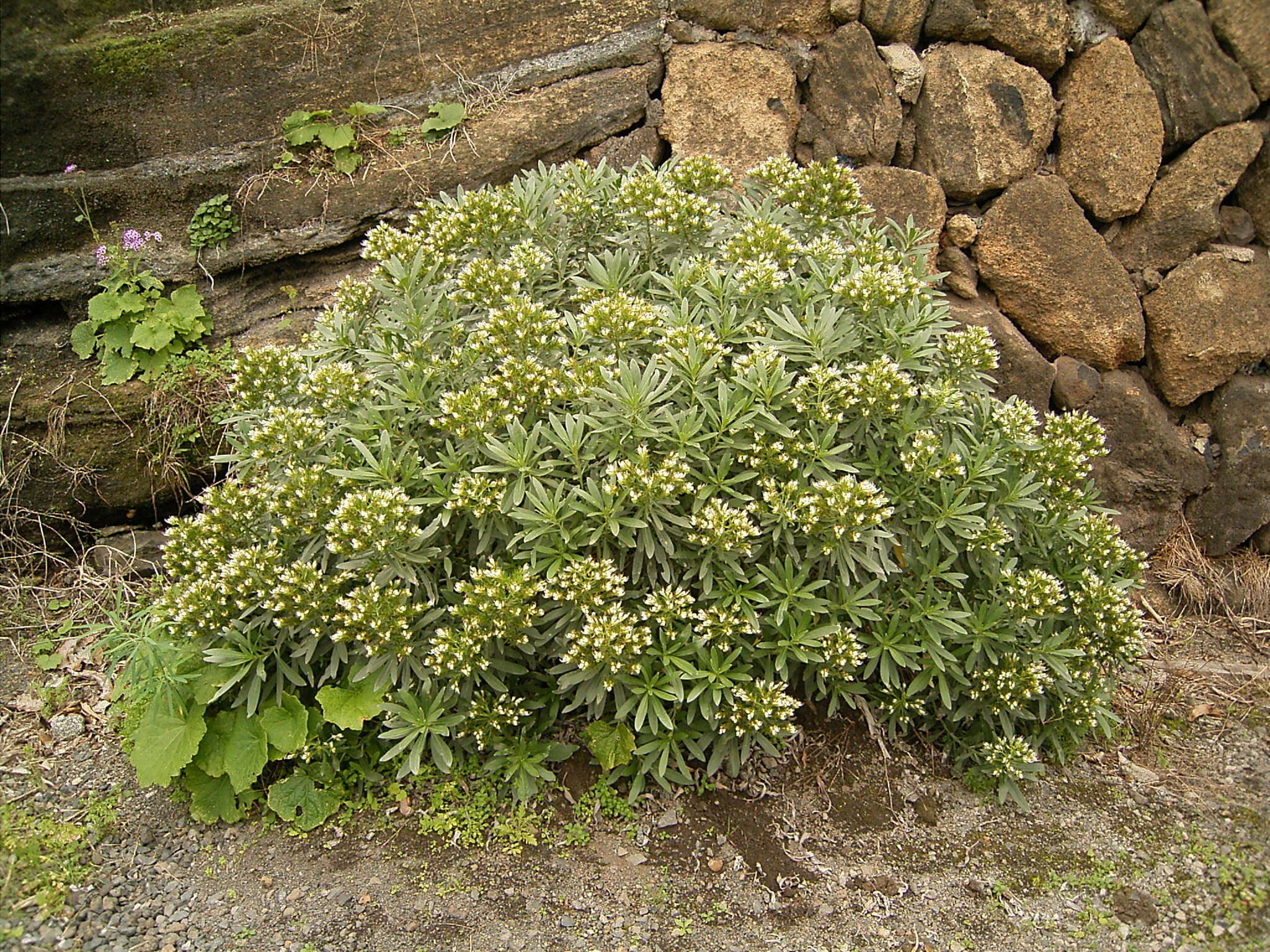 Plancia ëd Echium aculeatum Poir.