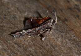 Clydonopteron sacculana Bosc 1800 resmi