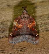 Clydonopteron sacculana Bosc 1800 resmi