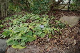 Image of Phlomis russeliana (Sims) Lag. ex Benth.