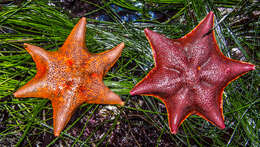 Image of Bat star