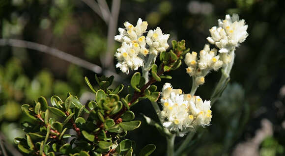 Plancia ëd Xerochrysum bracteatum (Vent.) N. N. Tzvel.