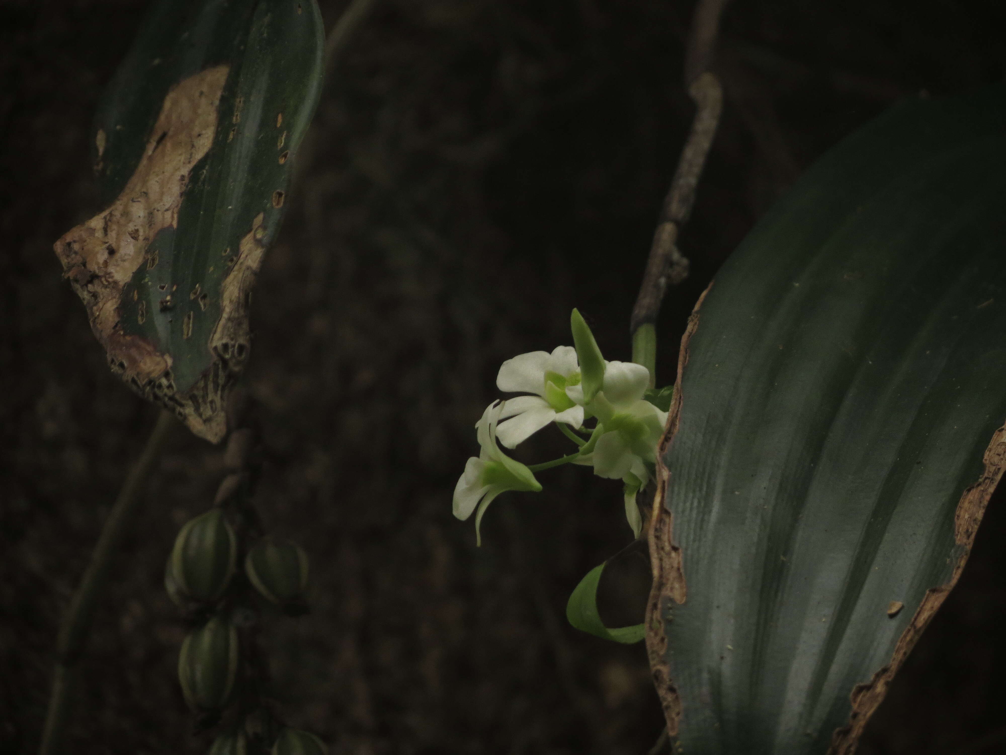 Image of Common rattlesnake orchid