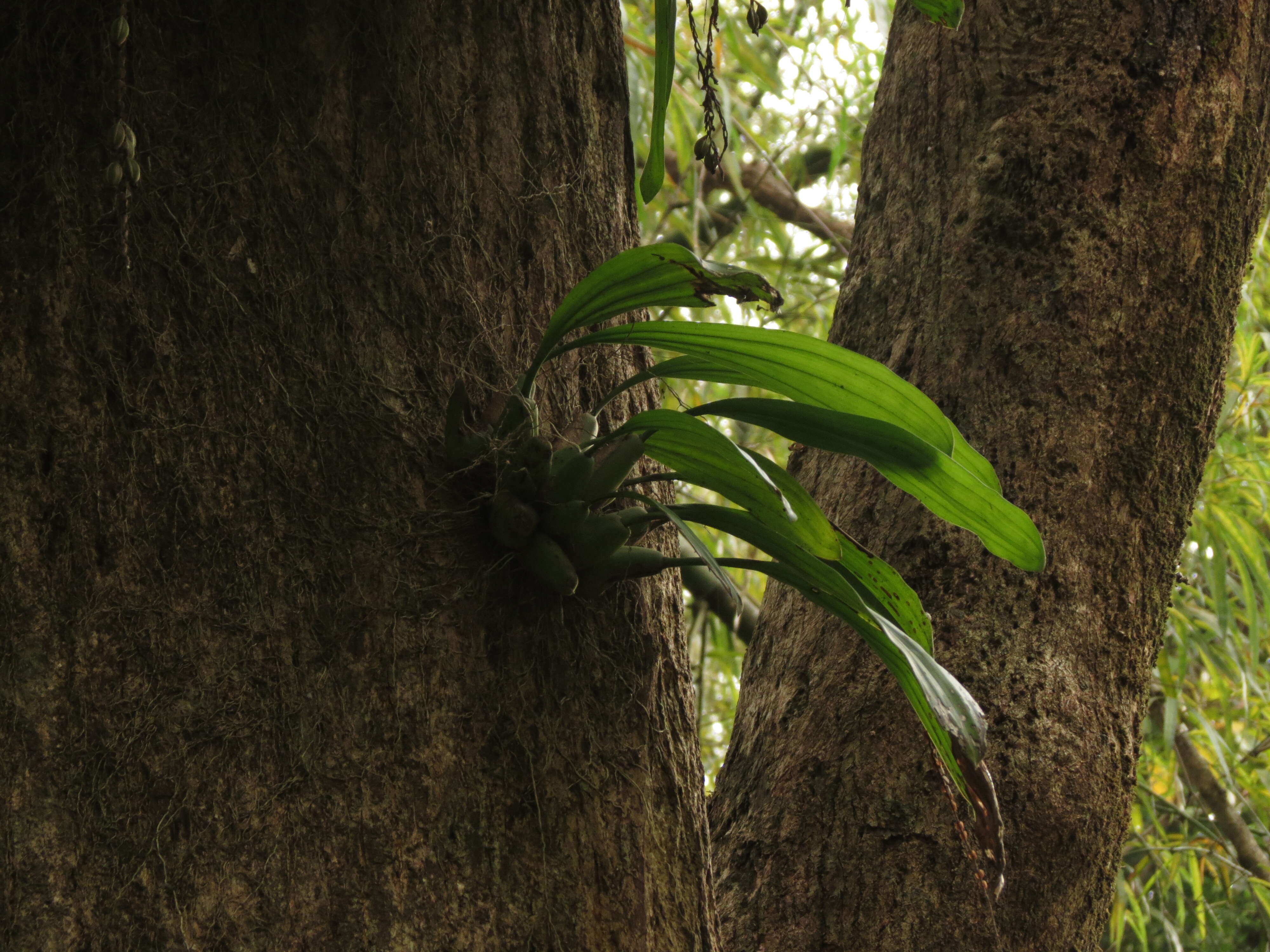 Image of Common rattlesnake orchid