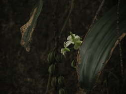Image of Common rattlesnake orchid