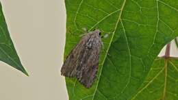 Image of Southern Armyworm Moth