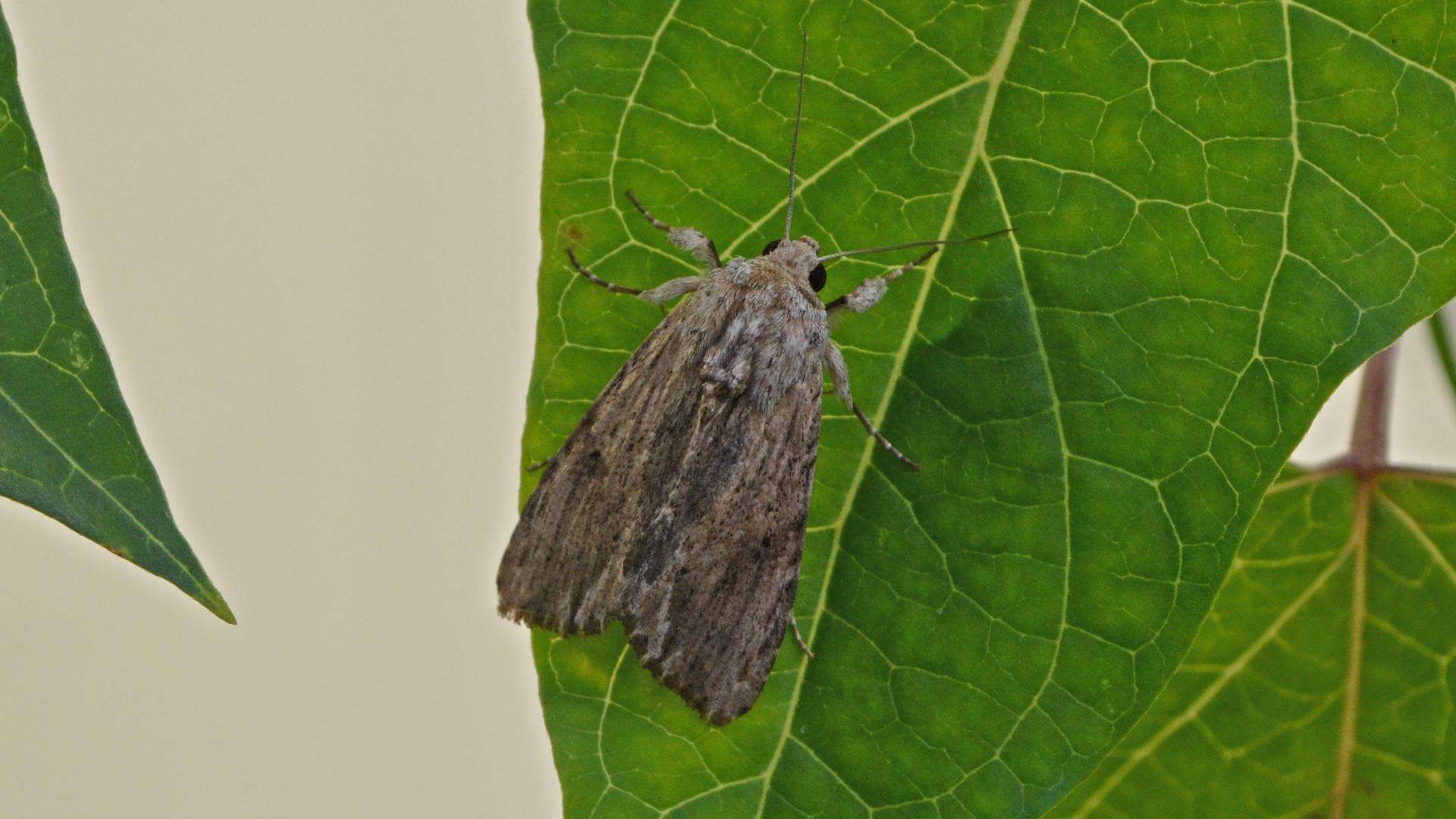 Image of Southern Armyworm Moth