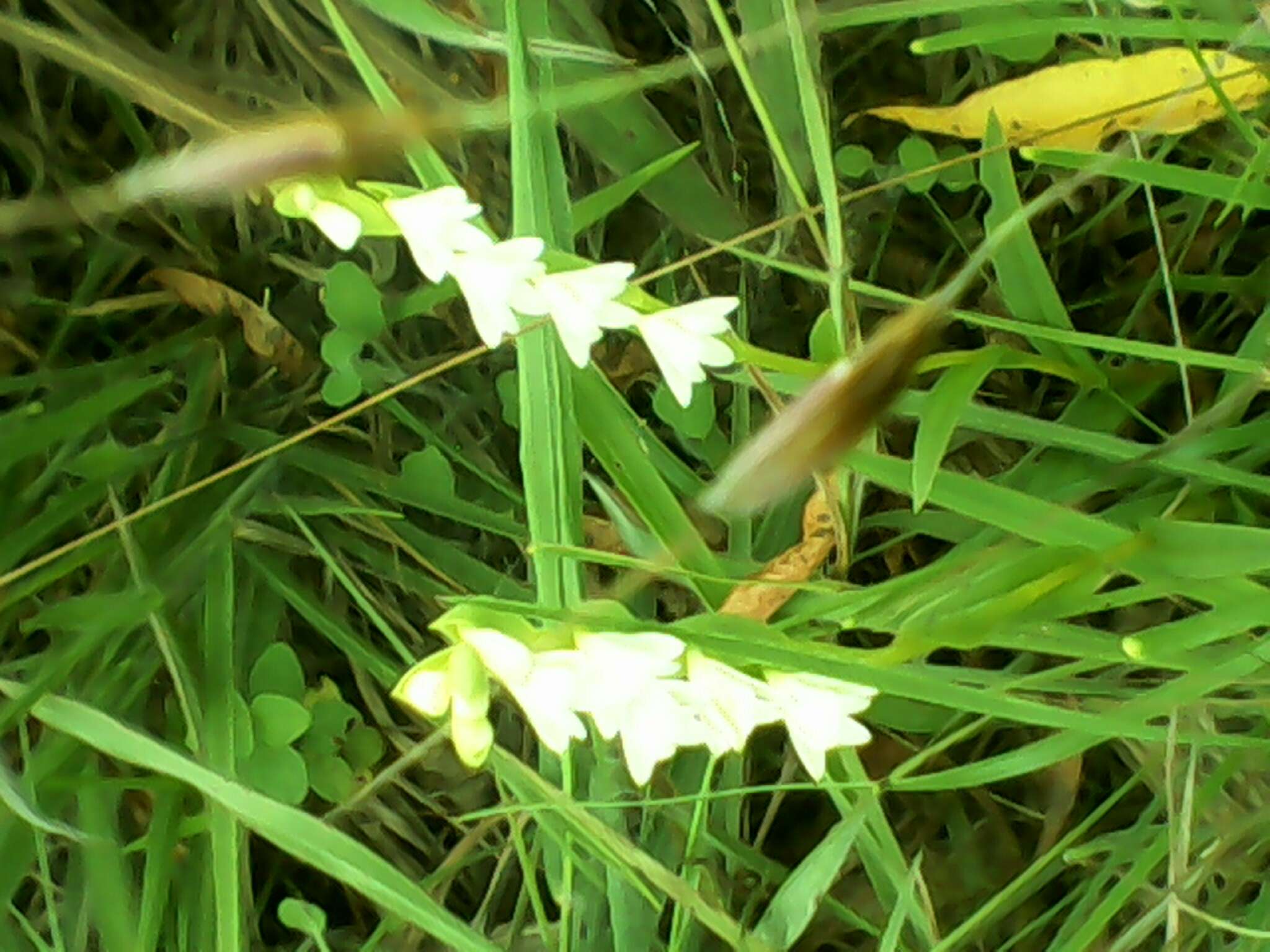 Image de Habenaria heyneana Lindl.