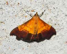 Image of Bicolored Pyrausta