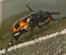 Image of Nicrophorus (Nicrophorus) interruptus (Stephens 1830)