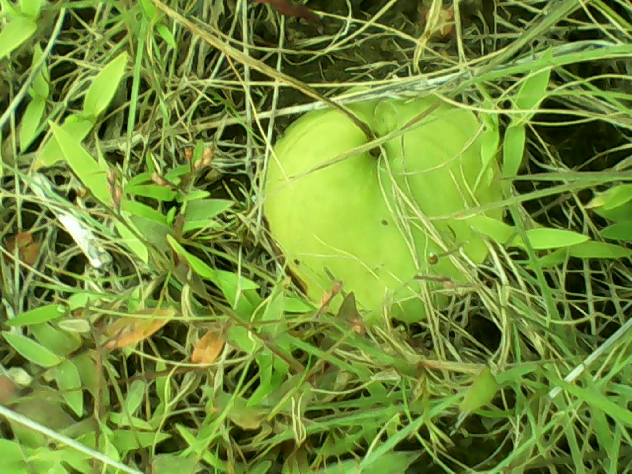 Imagem de Habenaria roxburghii Nicolson