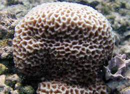 Image of lesser star coral